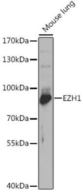 Western Blot: EZH1 AntibodyBSA Free [NBP3-04748]